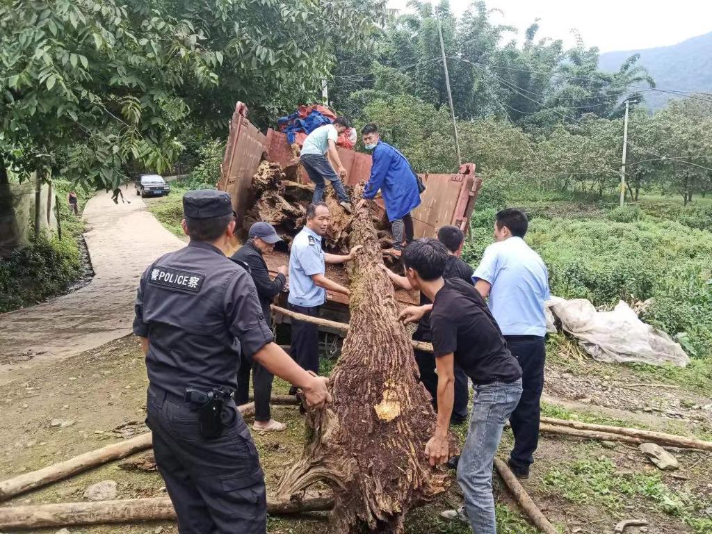  云南耿马警方查扣涉案木材