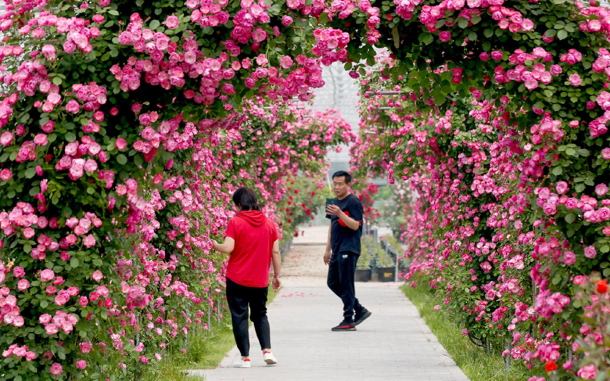 游客在北京纳波湾月季文化产业园赏花留影。何建勇 摄