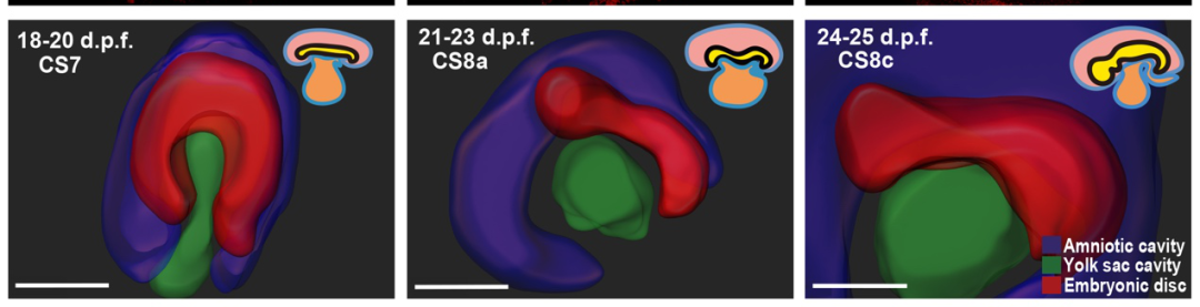 体外培养食蟹猴胚胎双光子三维重构示意图