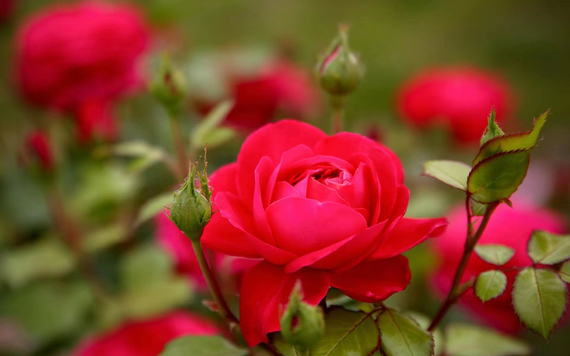 本届月季文化节主题花——“首善之花”月季。何建勇 摄