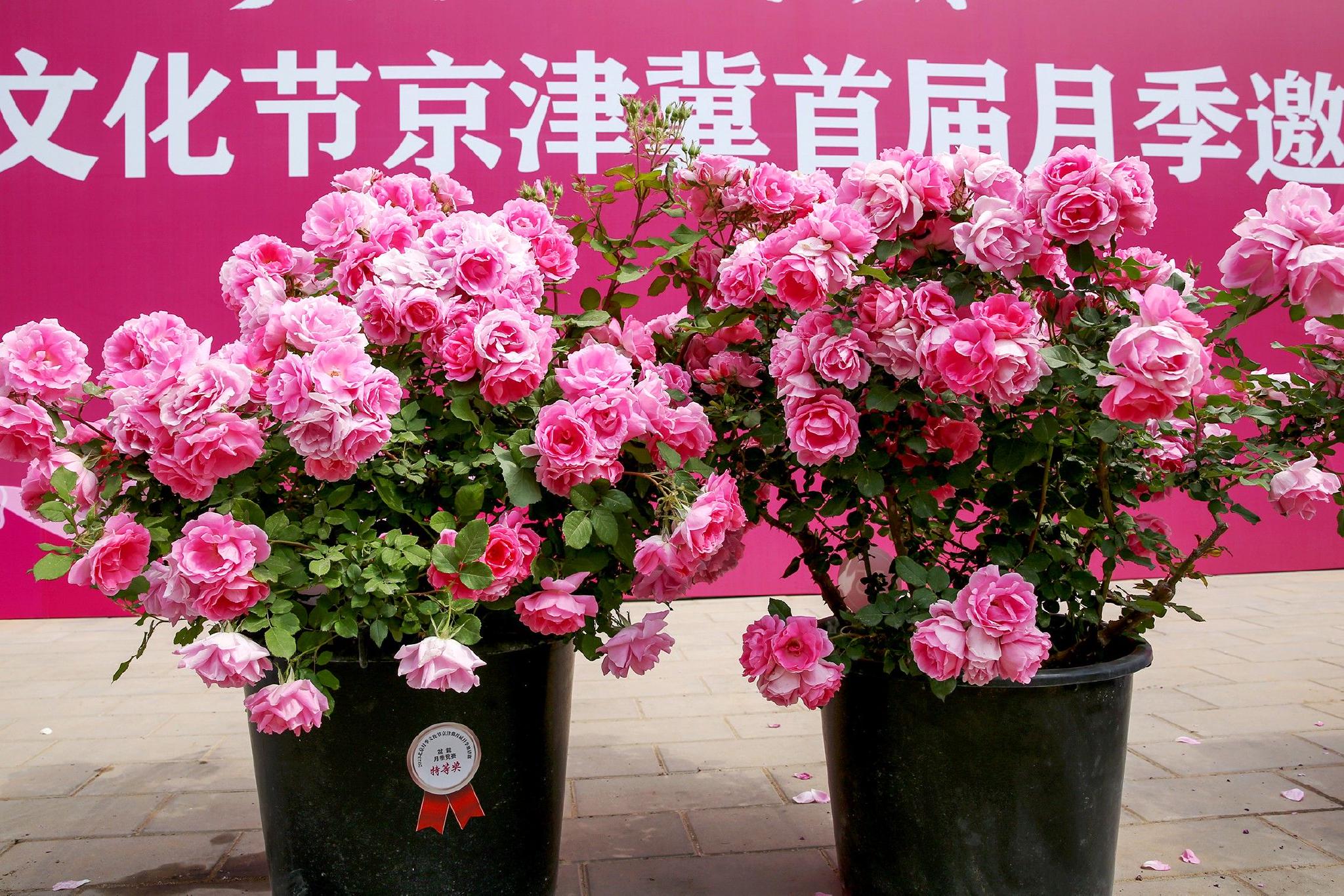 蝙蝠病毒携带之谜 人类为何不消灭蝙蝠