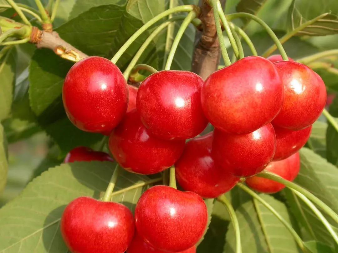 最好的三种樱桃品种 4387-0e484477207345b66f60148179339d62.jpg