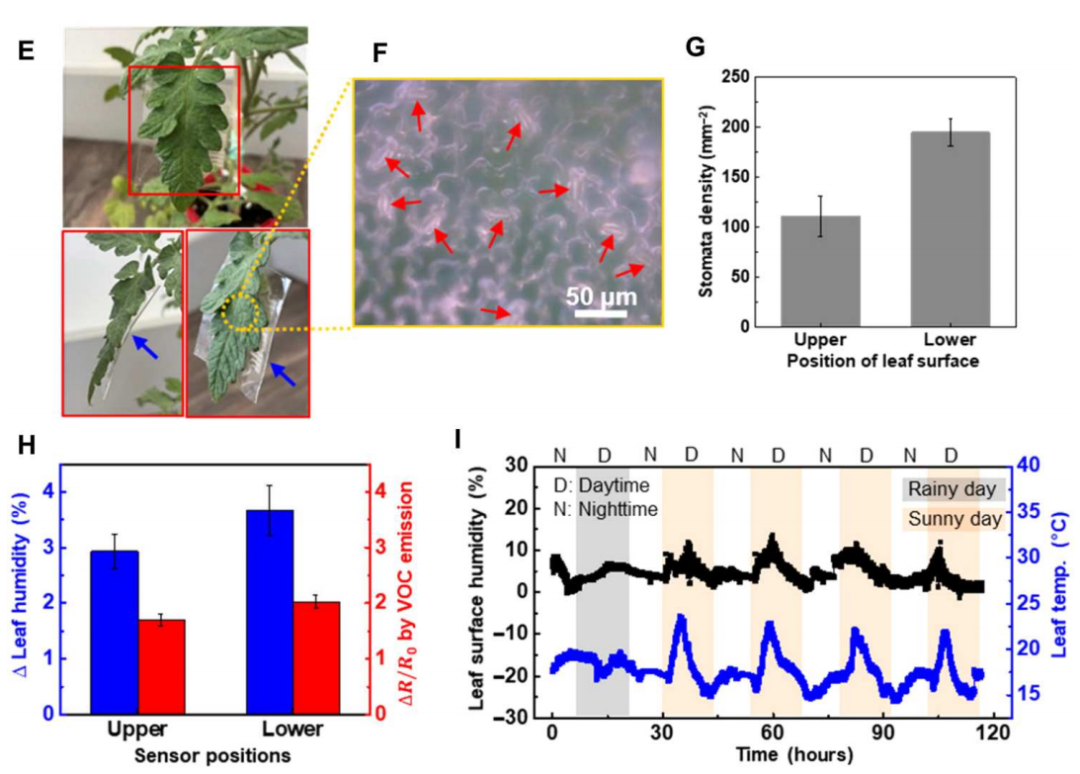 番茄“穿”上芯片更健康？北卡团队成功研发传感器芯片，可以检测植物生长