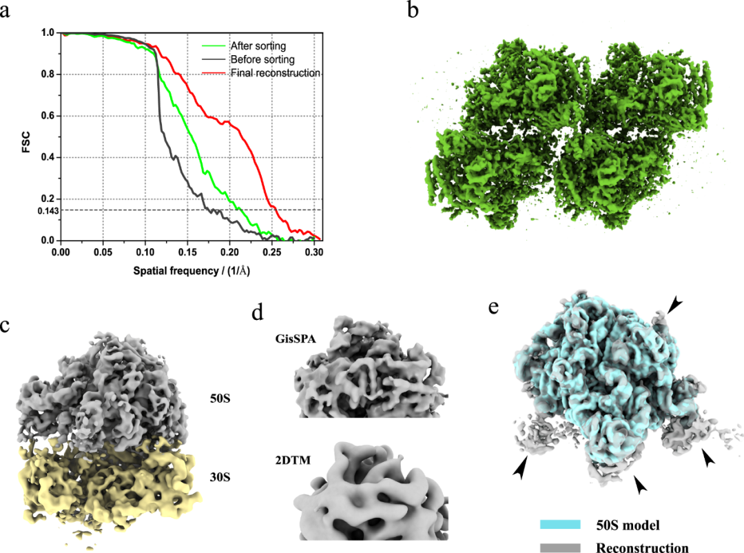 科学家开发原位蛋白结构解析新技术，数据采集通量比传统方法高30-40倍