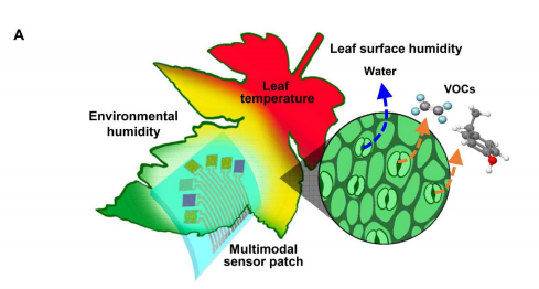 番茄“穿”上芯片更健康？北卡团队成功研发传感器芯片，可以检测植物生长