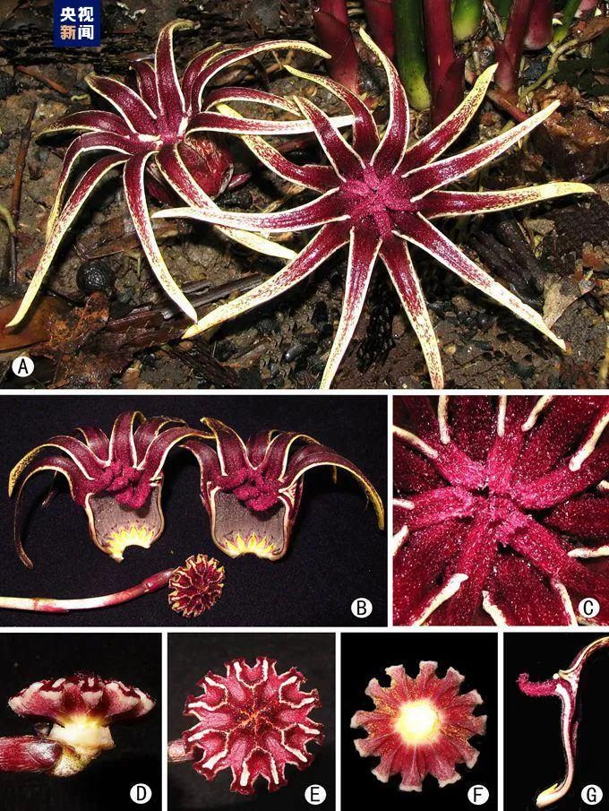 销声匿迹70多年!这一珍稀植物重现