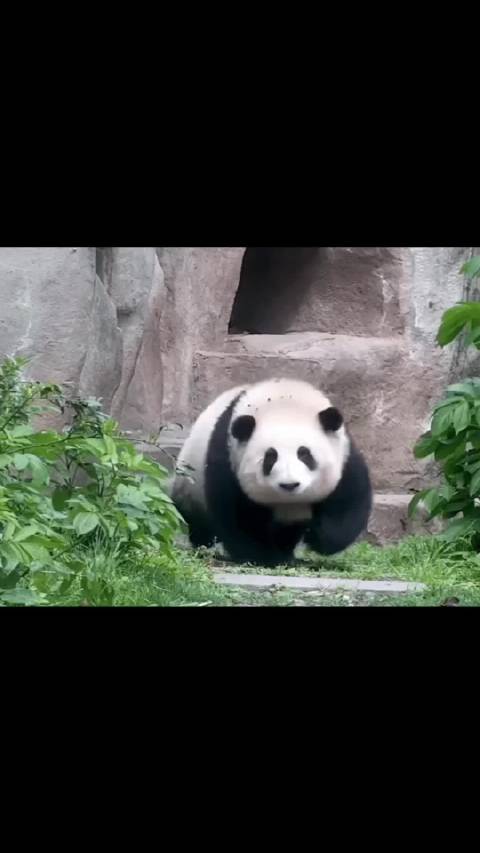 里的每只熊猫我都想抱走呜呜呜，真的太可爱了！