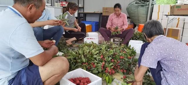 刘泽华所在合作社的农民在剥荔枝