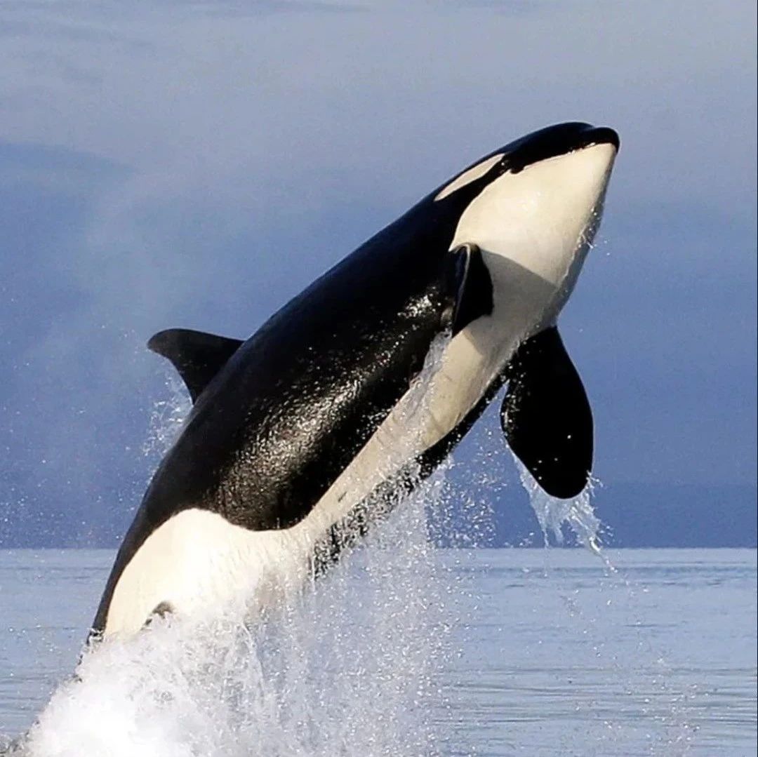 虎鲸喜欢人类原因 鲸鱼进化程度比拼