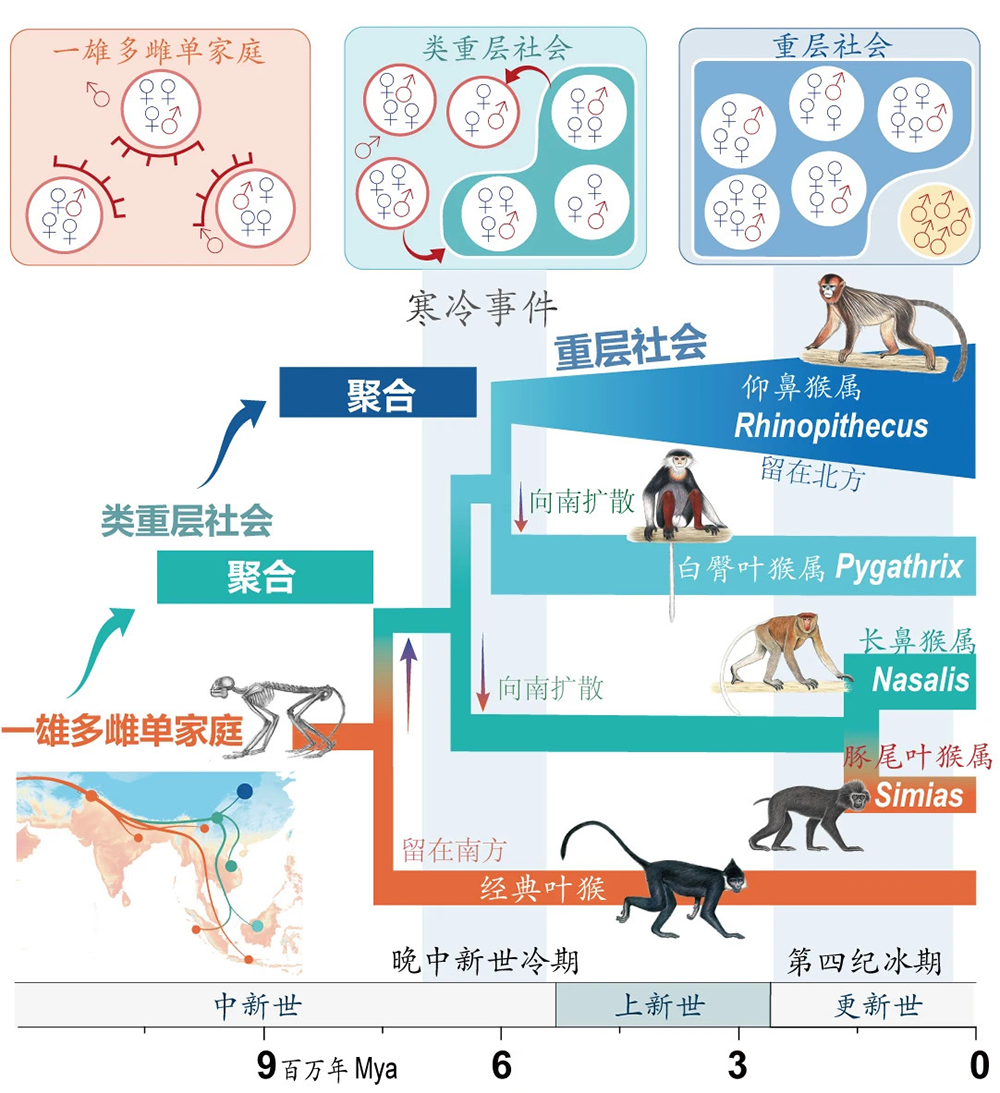 寒冷事件促進亞洲葉猴社會聚合