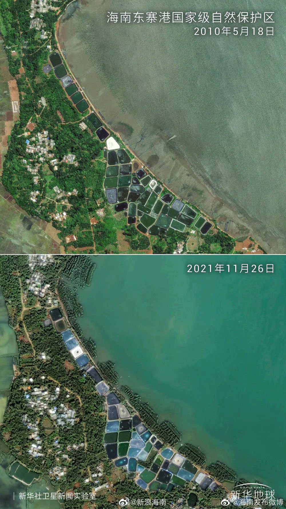 卫星瞰海南自贸港｜塘退还湿红树茂|海南省|红树林|湿地|虾塘|红树林湿地_新浪新闻