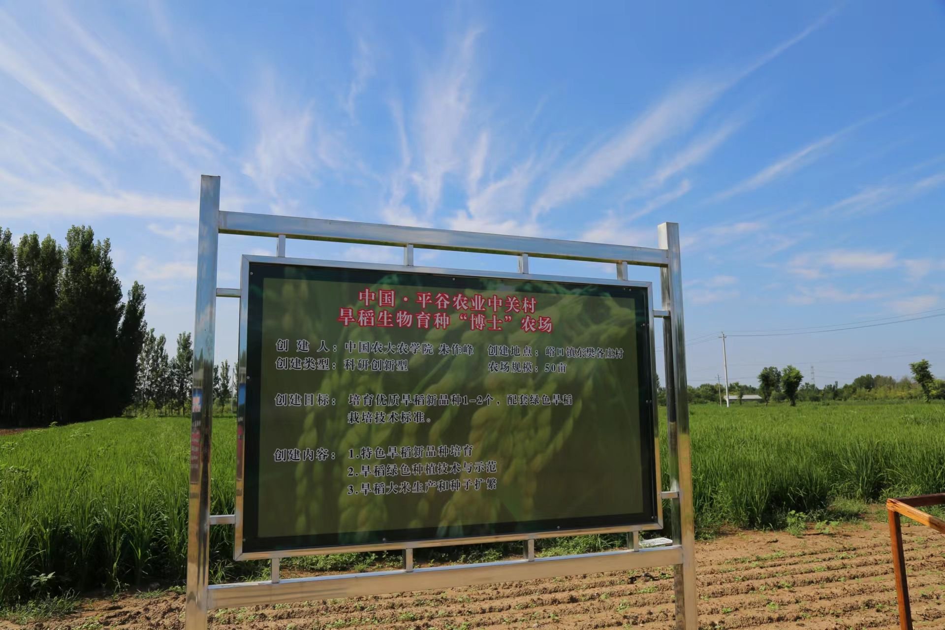 中國·平穀農業中關村旱稻生物育種「博士」農場。平穀區委宣傳部供圖