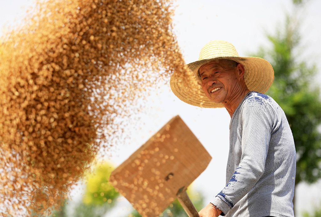2023年6月3日，安徽省淮北市，烈山區古饒鎮穀山村，村民正在晾曬收穫的小麥。視覺中國 圖