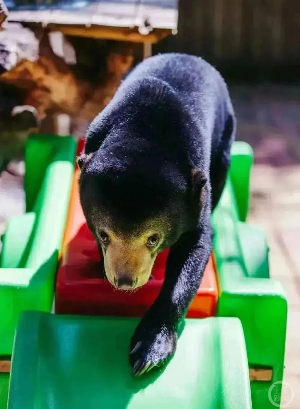 長隆野生動物園的明星馬來熊“茶葉蛋”。圖片來源/長隆動物星球公眾號