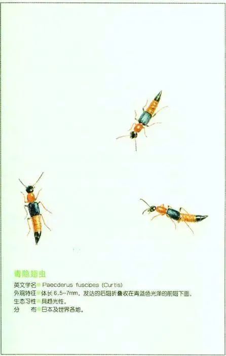 《東京昆蟲物語》第93頁