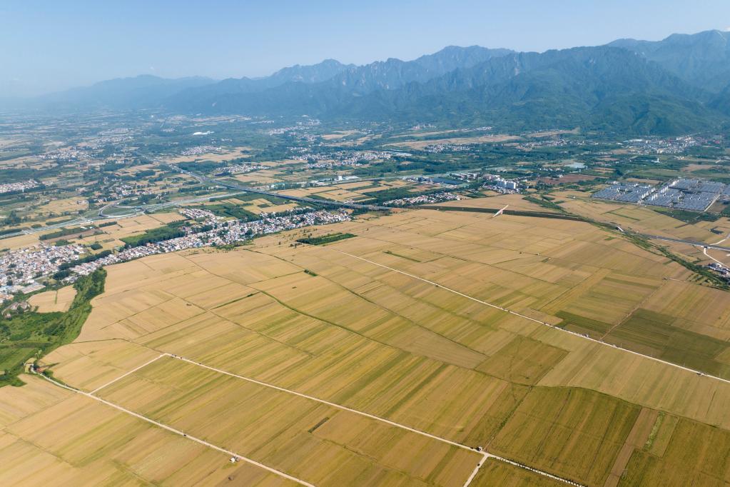 西安市長安區陸續成熟的麥田（5月30日攝，無人機照片）。新華社記者邵瑞 攝
