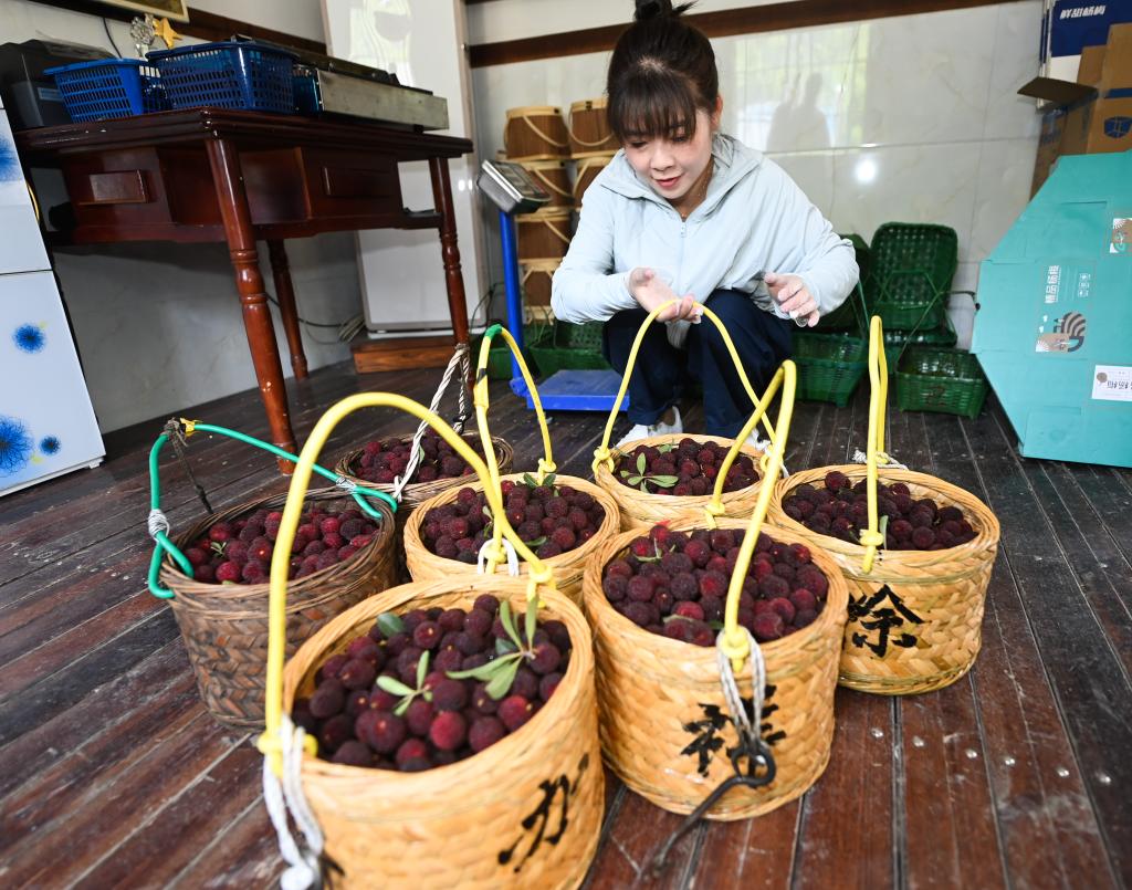 種植戶在浙江省杭州市臨安區板橋鎮蔥坑村白楊梅基地打包剛採摘下來的楊梅。新華社記者徐昱 攝