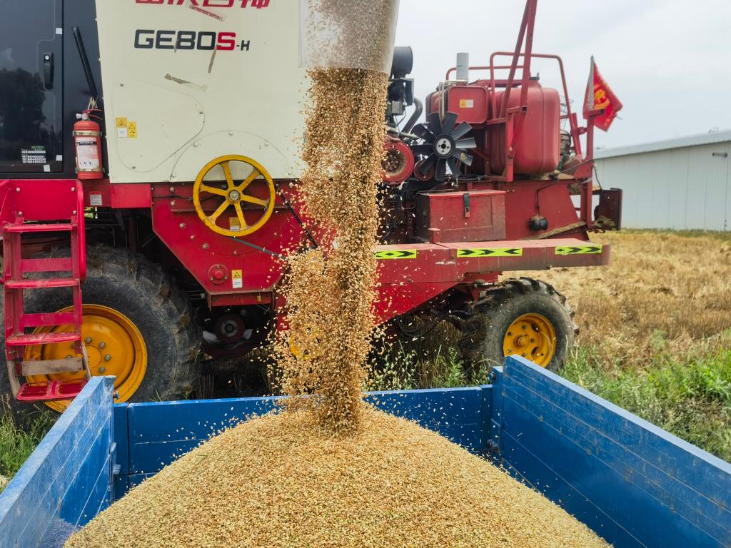 在山西省運城市夏縣，收穫的小麥正在裝車。新華社記者 魏飆 攝