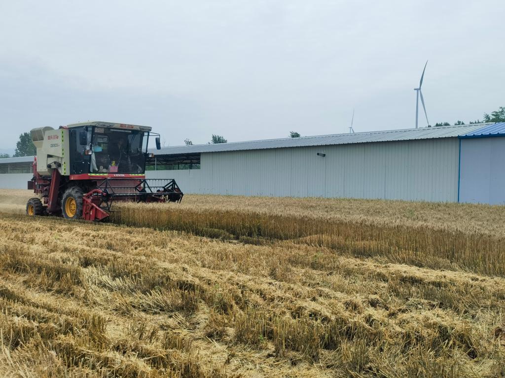 在山西省運城市夏縣，聯合收割機正在收割小麥。新華社記者 魏飆 攝