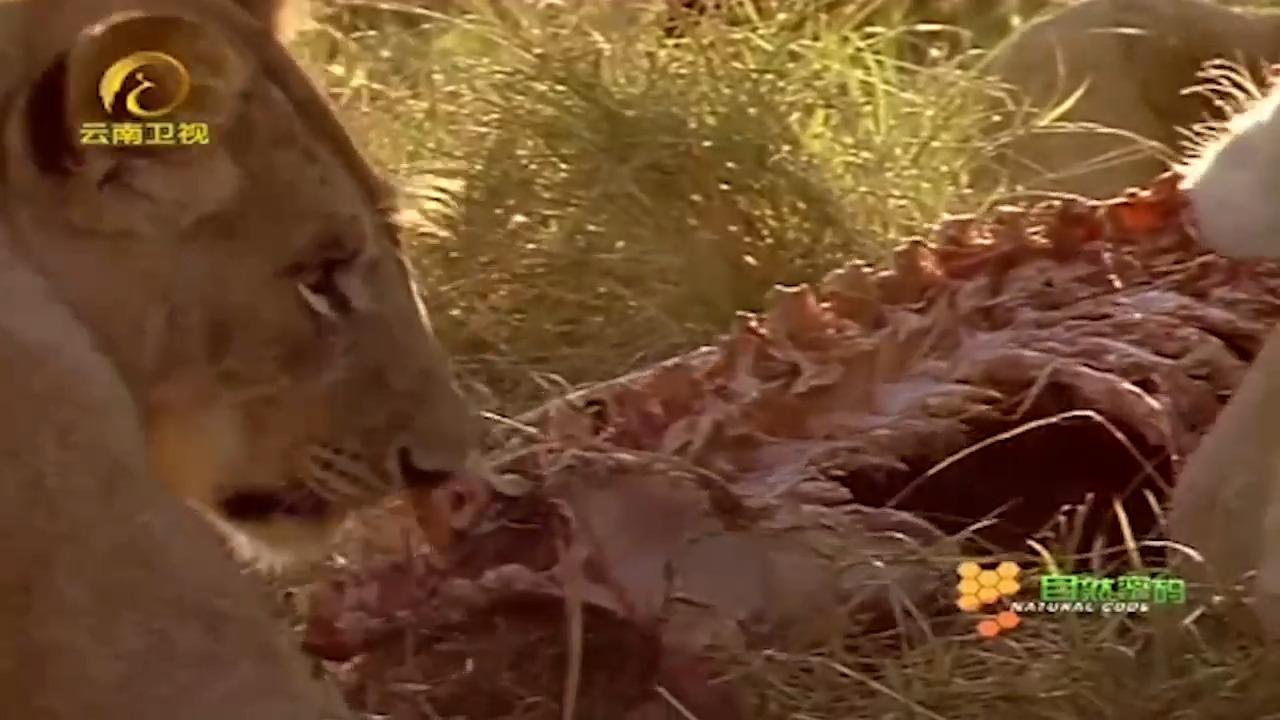 狮子猎杀斑马，死死咬住它的喉咙，摄像机拍下这一幕