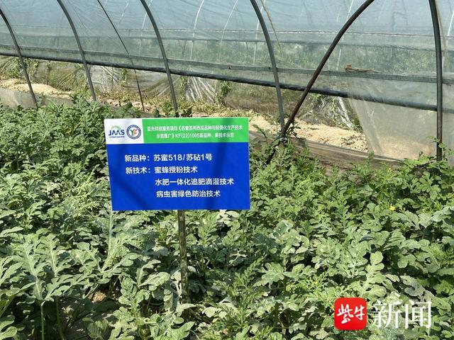 西瓜怎么种植教学 c6dc-c0a6d99e649c927fcdcf10154433603d.jpg