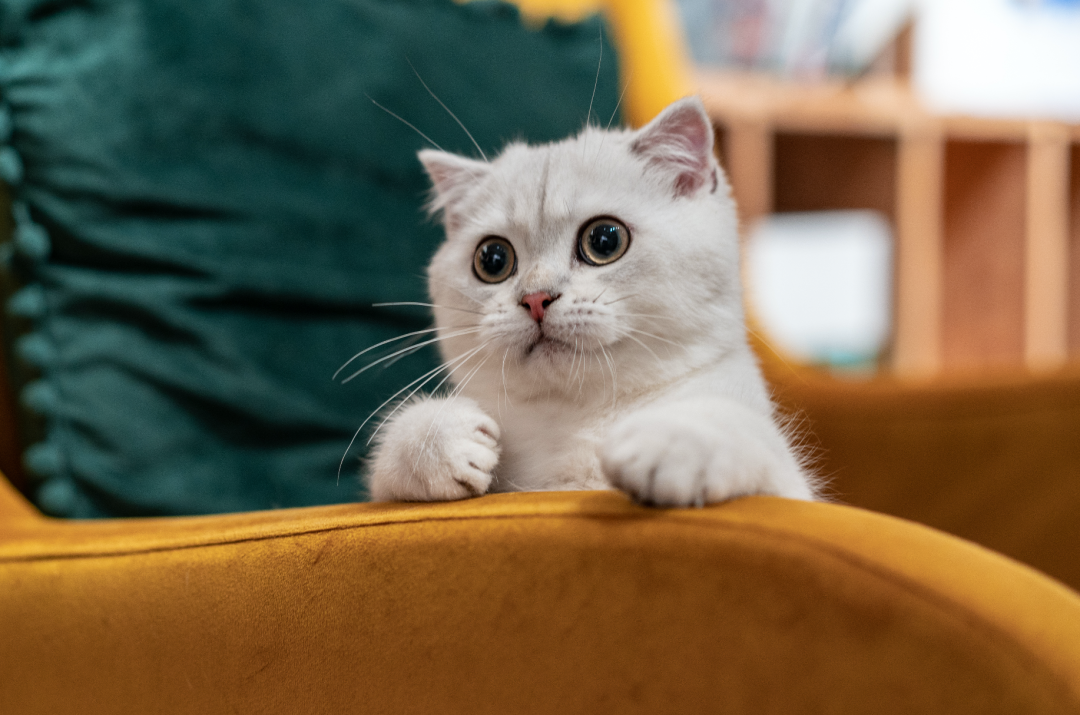 一家宠物创业公司倒在618前丨焦点分析