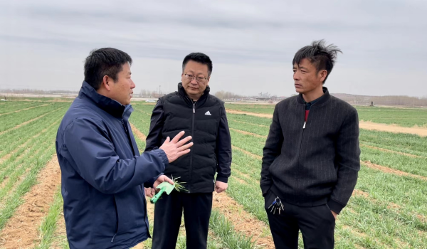 中国人寿财险从济宁市农业农村局聘请的农技专家来到田间地头,现场指导种粮大户进行田间科学管理。