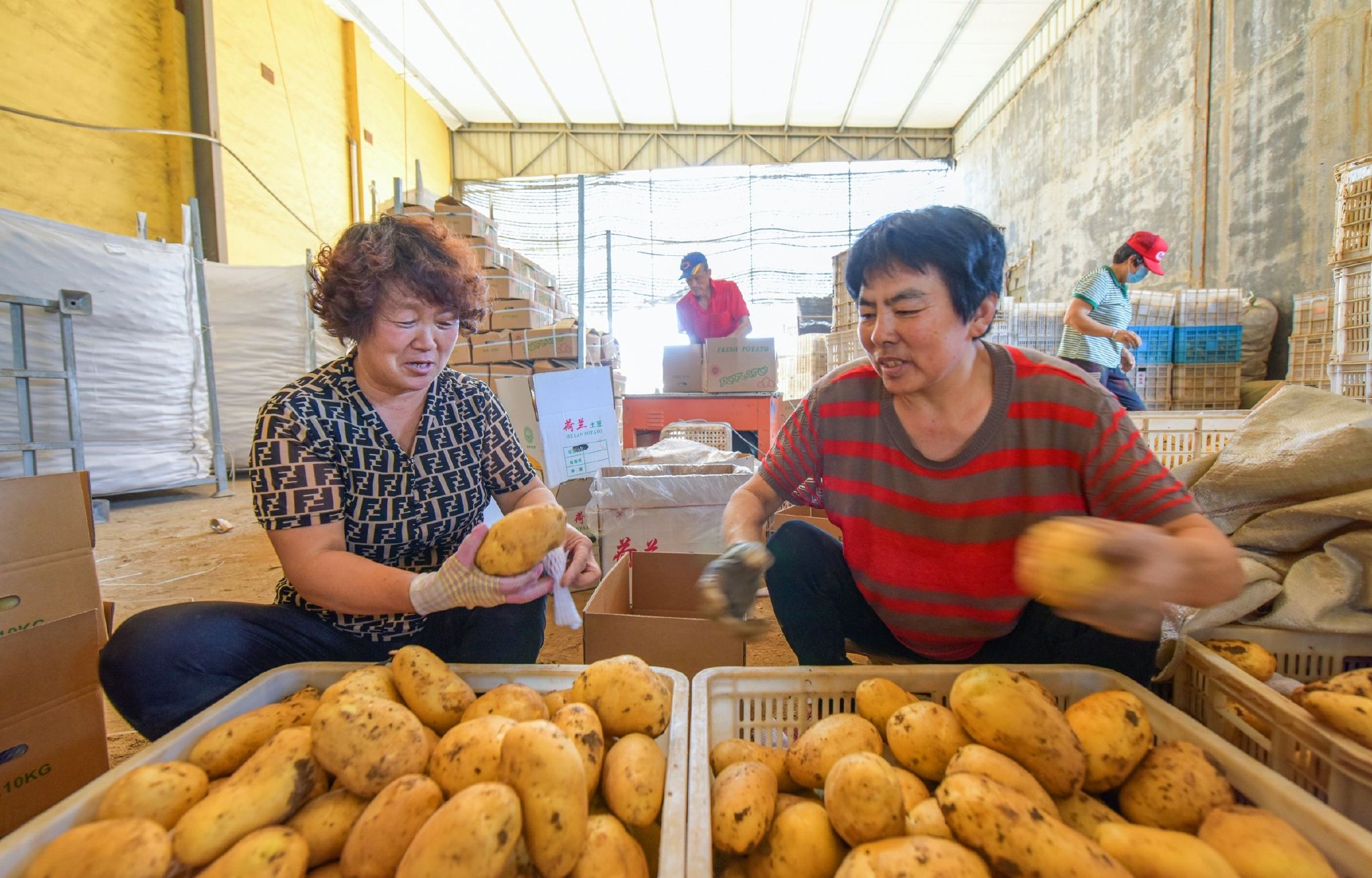 6月21日,青岛胶州市胶西街道石家河崖村的青岛百兴源土豆专业合作社的车间里,农民在分拣土豆。王昭脉 摄