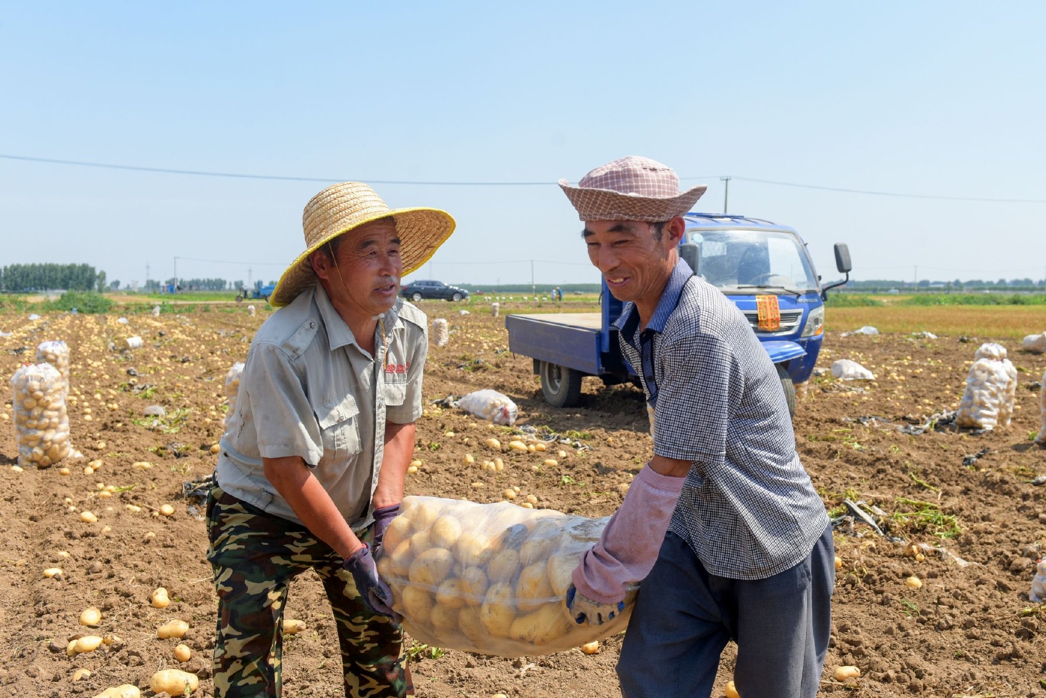 6月21日,青岛胶州市胶西街道石家河崖村,农民在田间搬运土豆。王昭脉 摄