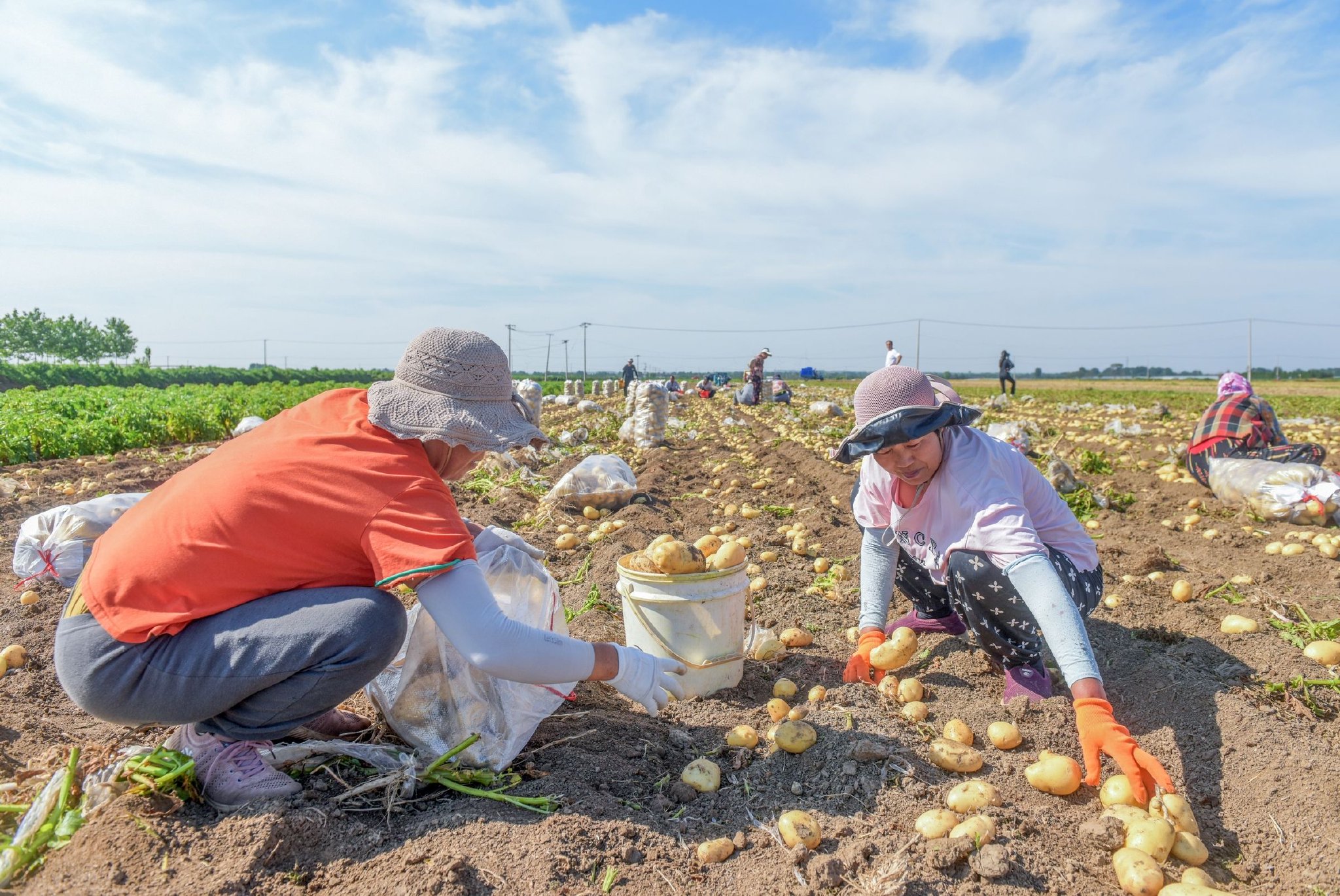 6月21日,青岛胶州市胶西街道石家河崖村,农民在田间收获土豆。王昭脉 摄