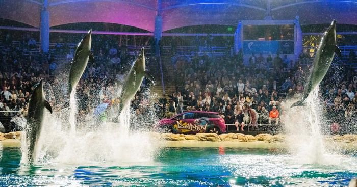 (▲BYD DOLPHIN与海洋世界中海豚完美结合)