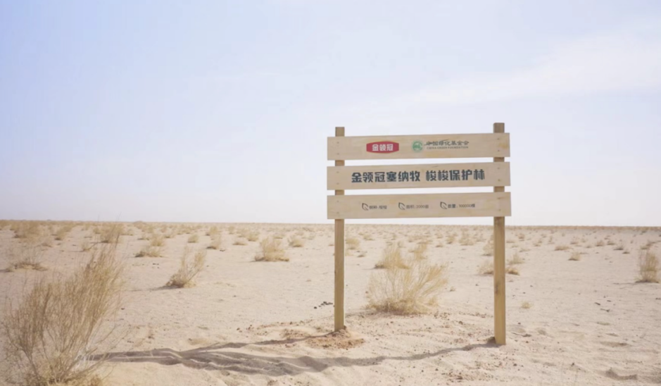 金领冠塞纳牧在阿拉善荒漠化地区种下10万棵梭梭树,建立梭梭保护林