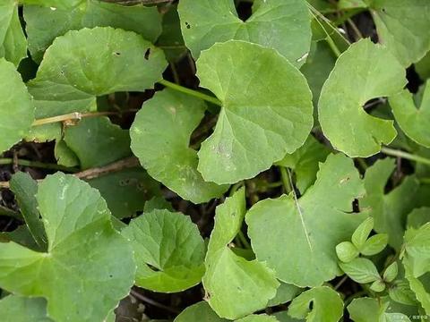 请问一下，抖音上说的积雪草小气泡面膜到底怎么样？好用吗？