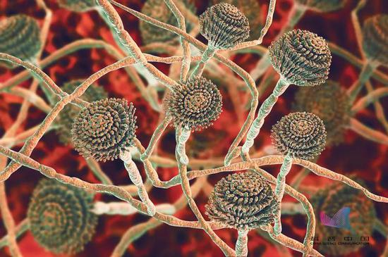 阿斯巴甜陷“致癌”争议,无糖饮料不能喝了?大家对致癌物可能有误会