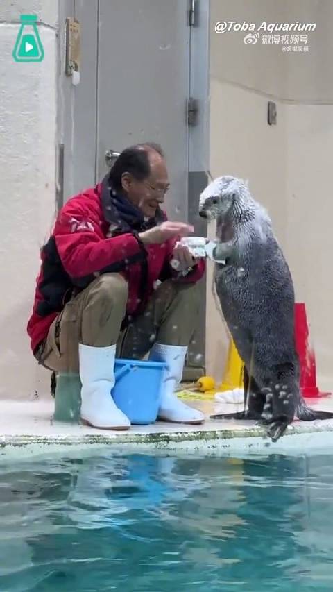 日本鸟羽水族馆的聪明海獭和饲养员互换玩具