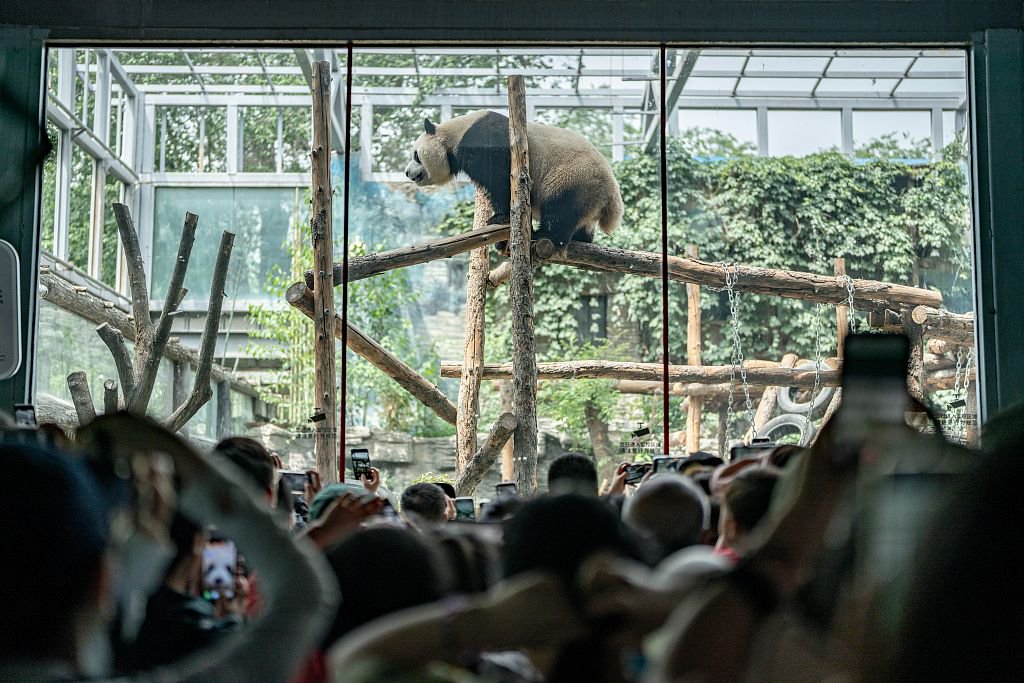 2023年5月25日，北京動物園，大熊貓萌蘭展館外人頭攢動。視覺中國 資料圖