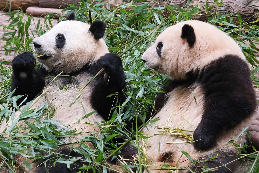 2023年5月27日，成都大熊貓繁育研究基地，大熊貓和花、和葉早起吃竹子。視覺中國 圖