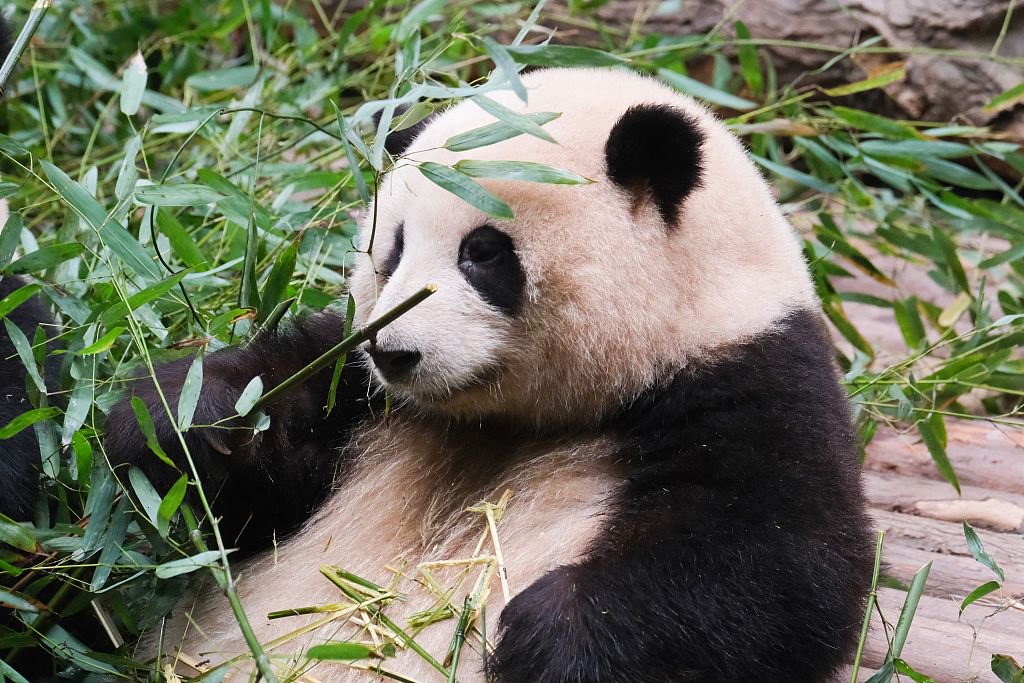 2023年5月27日，成都大熊貓繁育研究基地，大熊貓和花早起吃竹子。視覺中國 圖