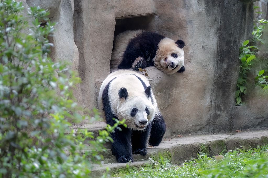 2023年5月18日，成都大熊貓繁育研究基地，大熊貓和花與和葉。視覺中國 圖