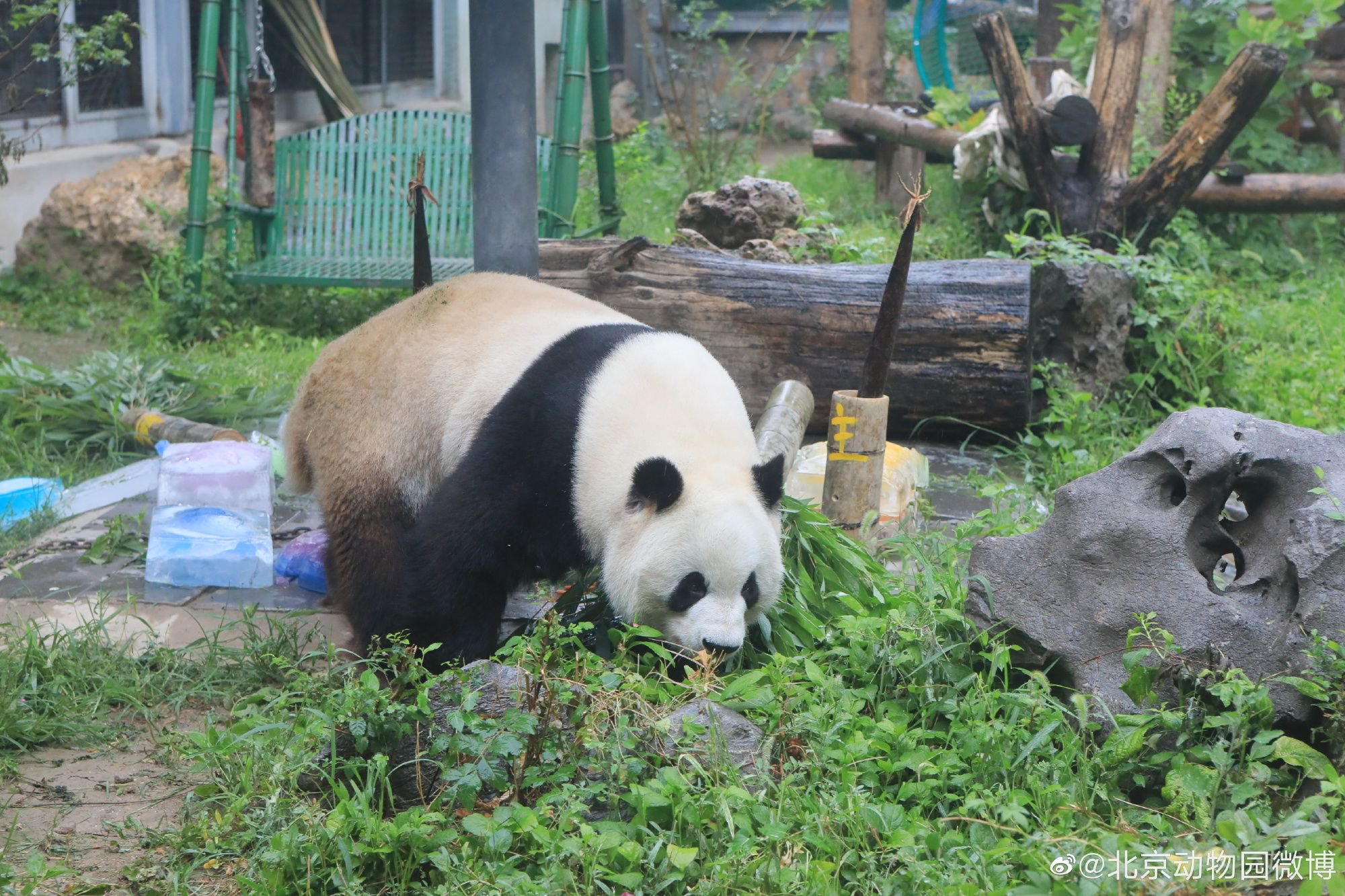 萌蘭。@北京動物園微博 圖
