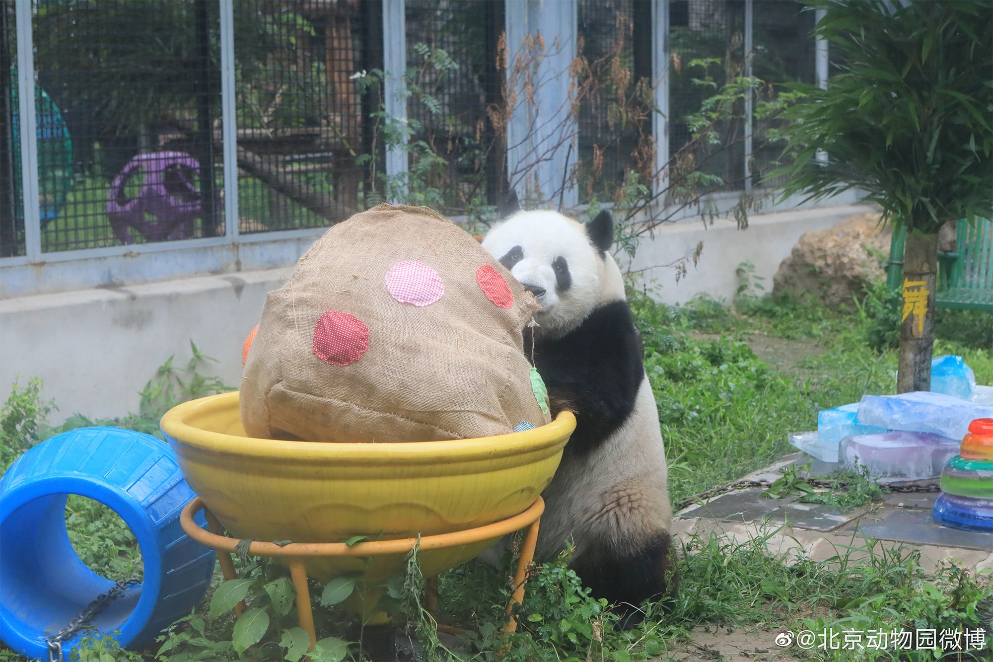 萌蘭的生日會現場。@北京動物園微博 圖
