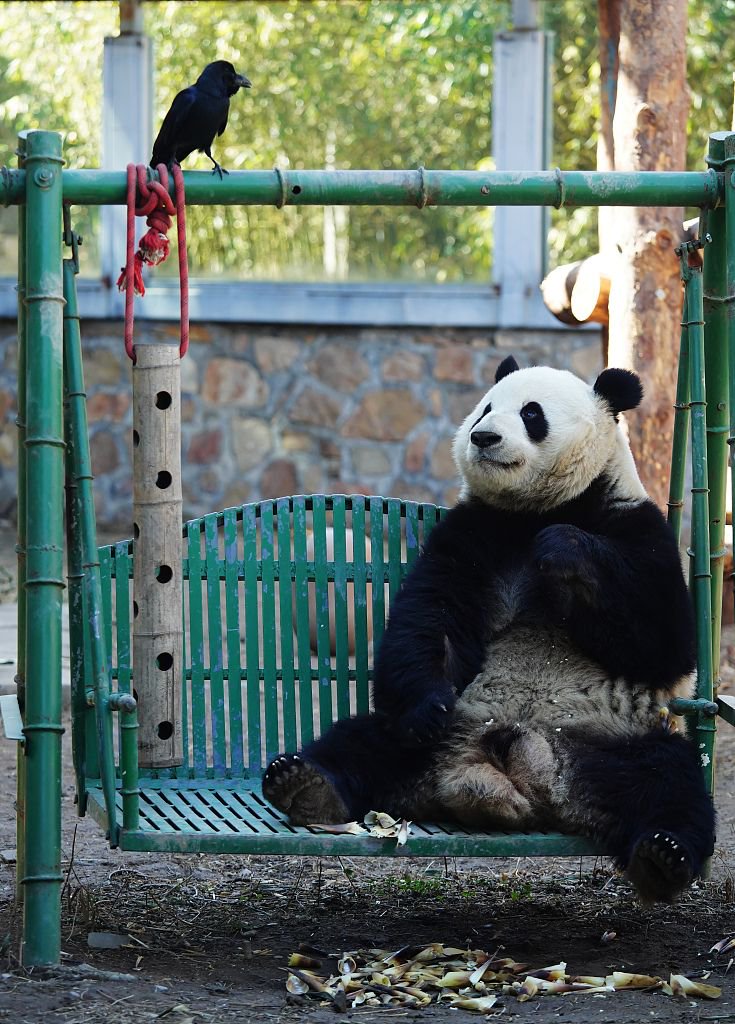 2021年3月14日，北京動物園，大熊貓萌蘭和它的小鳥。視覺中國 資料圖