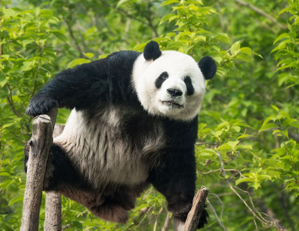 2023年4月25日，北京動物園，大熊貓萌蘭。視覺中國 資料圖