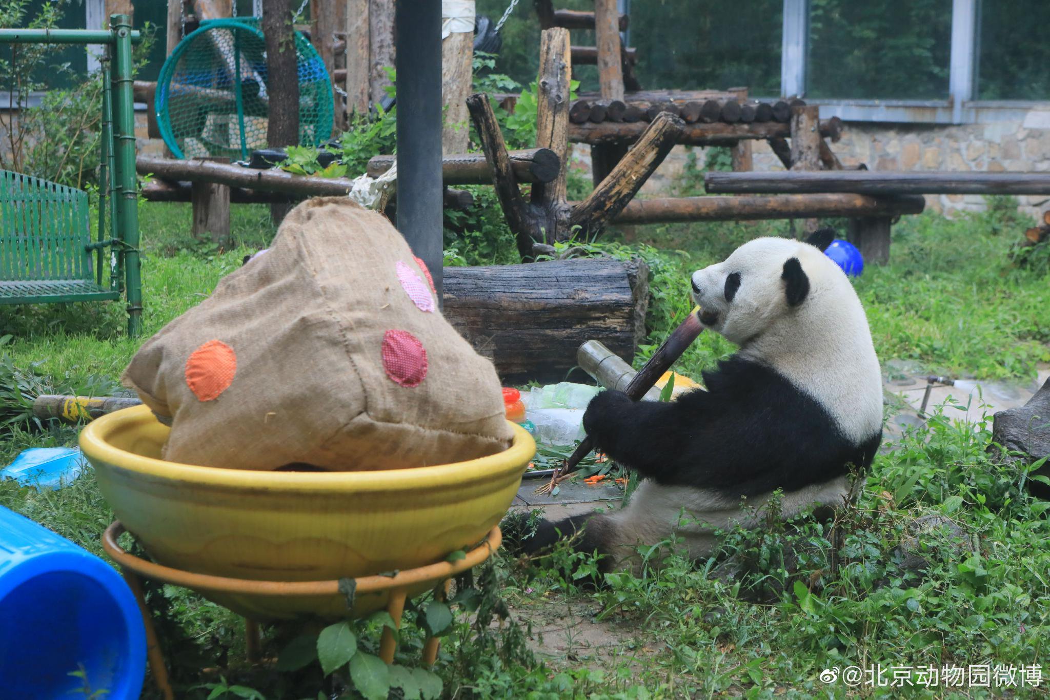 萌蘭在吃筍。@北京動物園微博 圖