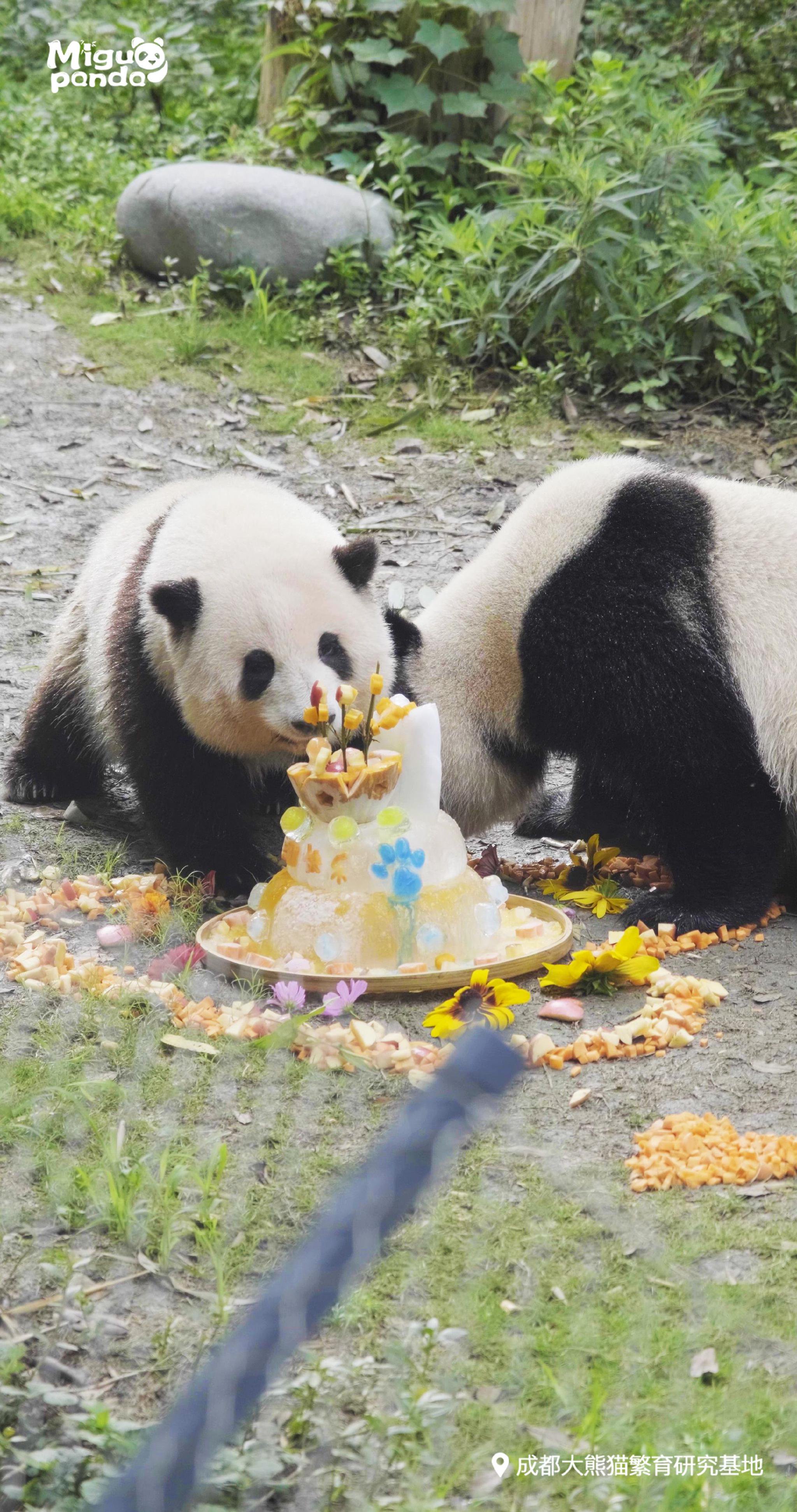 花花與和葉正在吃著生日蛋糕。@開飯了大熊貓 圖