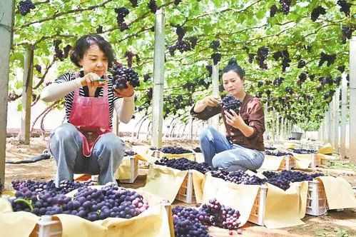 在秦皇岛市靖安镇西蔡各庄村葡萄暖棚里,种植户正熟练地采摘、分拣和装运葡萄。 河北日报记者孙也达摄