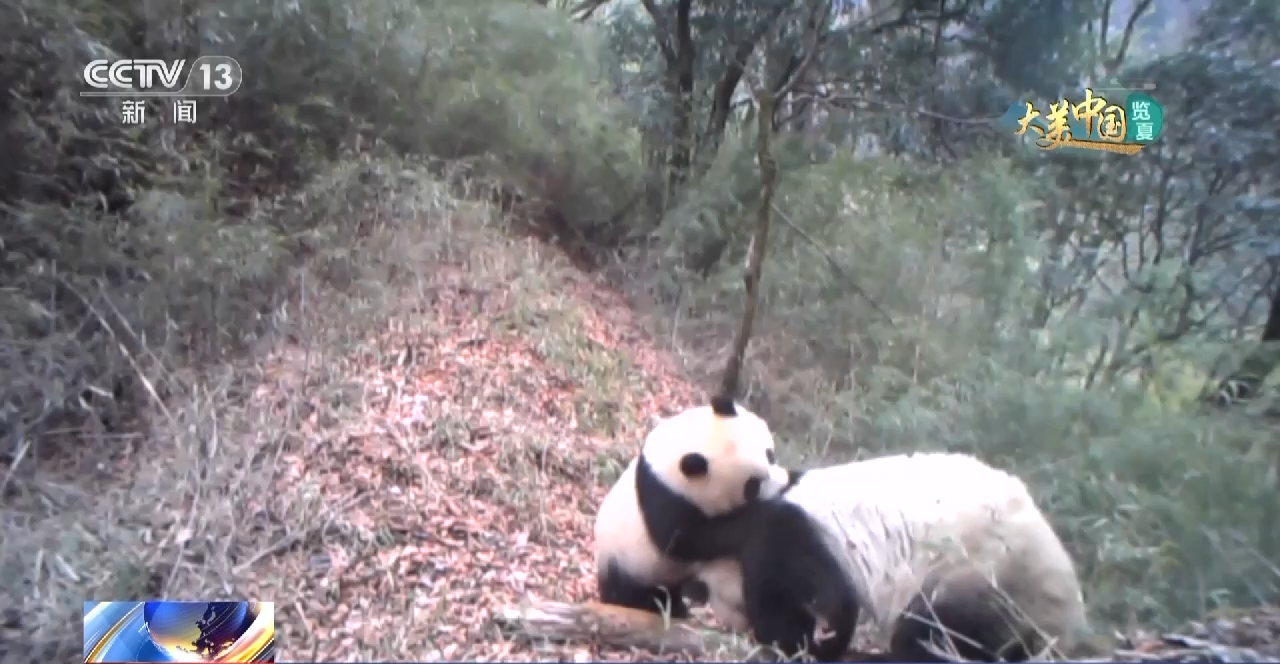 熊猫拍照视频 0dc7-24cdc8192301dbaebb6fcec01bf3073b.png