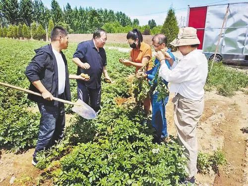 在抚宁区种植基地,区级专家服务团在田间进行技术指导,帮助种植户解决病虫害防治问题。 河北日报记者孙也达摄
