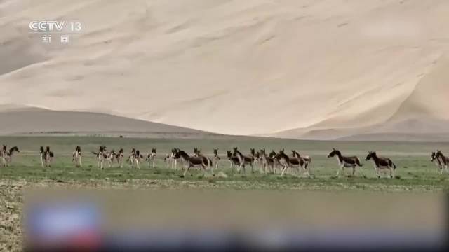 藏野驴实力演绎啥叫驴脾气：喜欢与汽车赛跑，遇到它们请主动减速