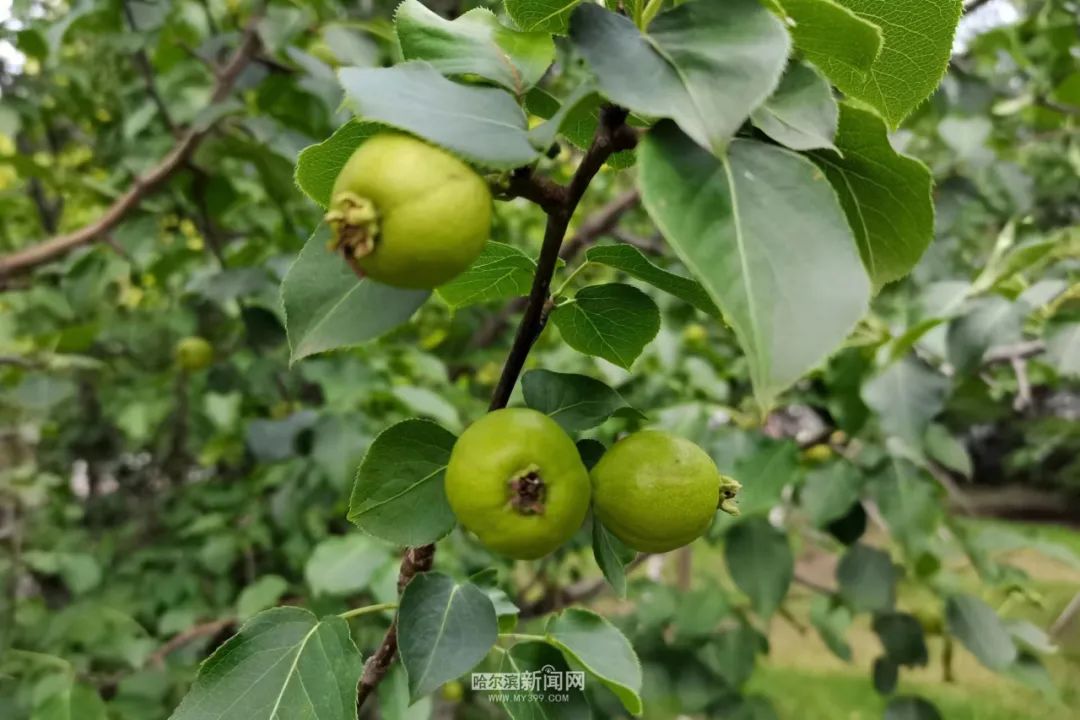 树山梨什么时候买 23ba-eba9f38c62abb66829dd1b217802685e.jpg